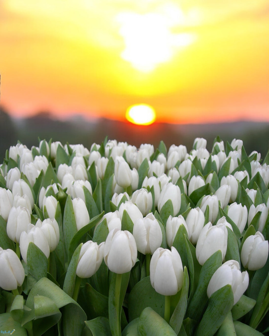 White Rose - الورد الابيض