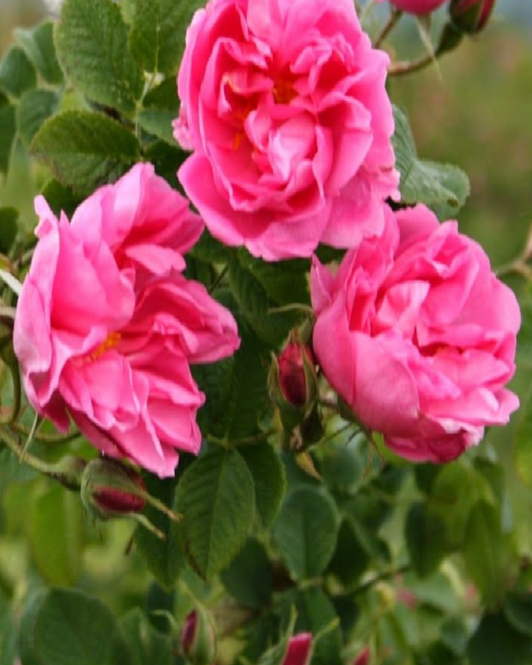 Bulgarian Rose - الورد البلغاري