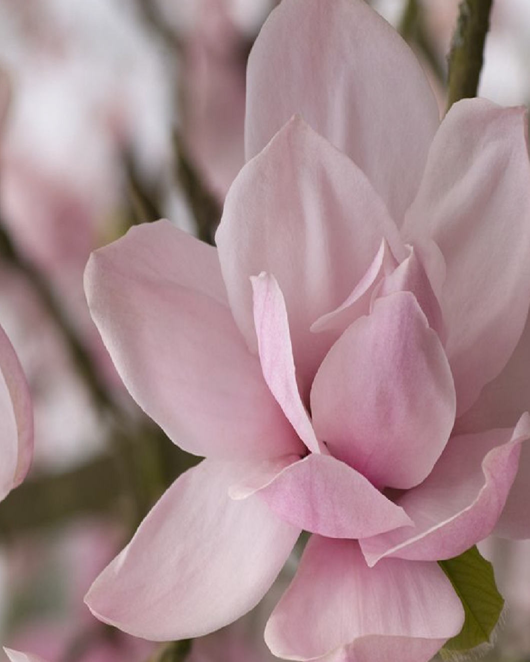 Mangolia Flower - زهرة المنغوليا