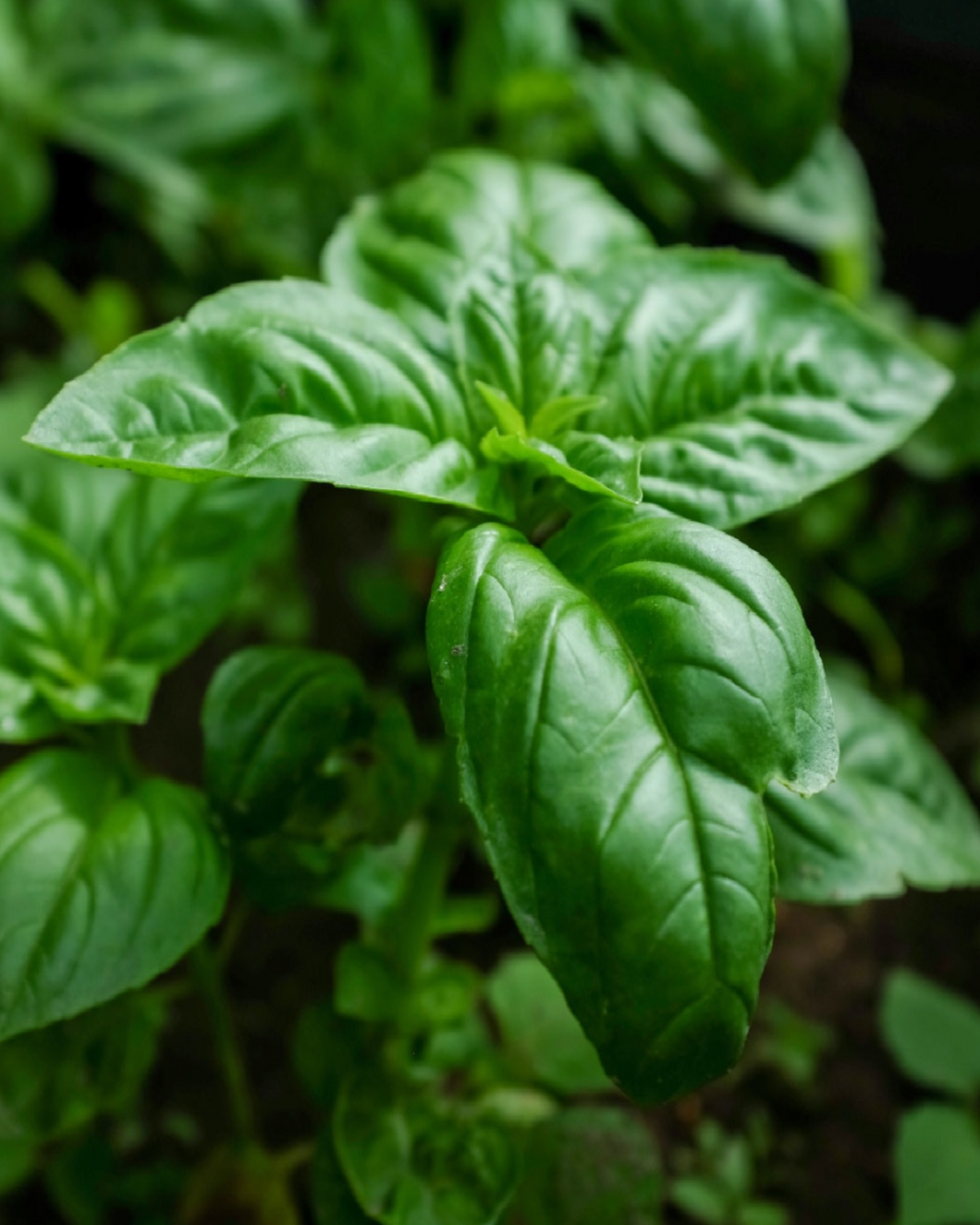 Mushmoom (TK) - الريحان (المشموم)