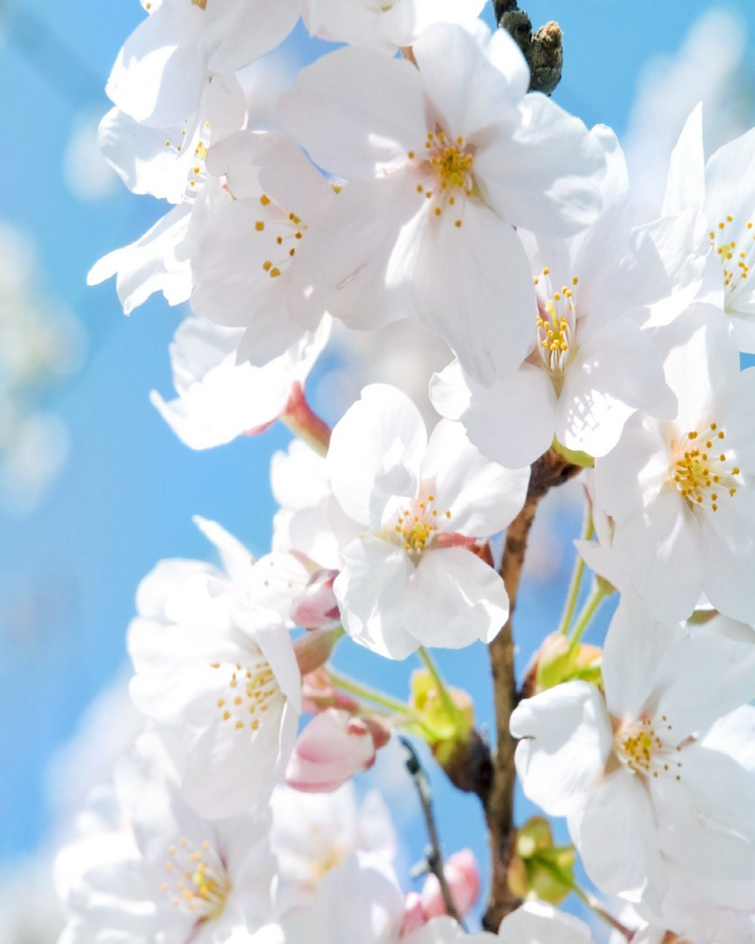 Jasmine (TK) - الياسمين