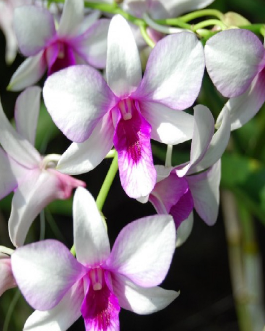 Orchid Flower - زهرة الاوركيد