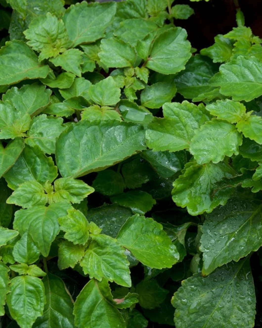 Patchouli (Natural) - الباتشولي الطبيعي