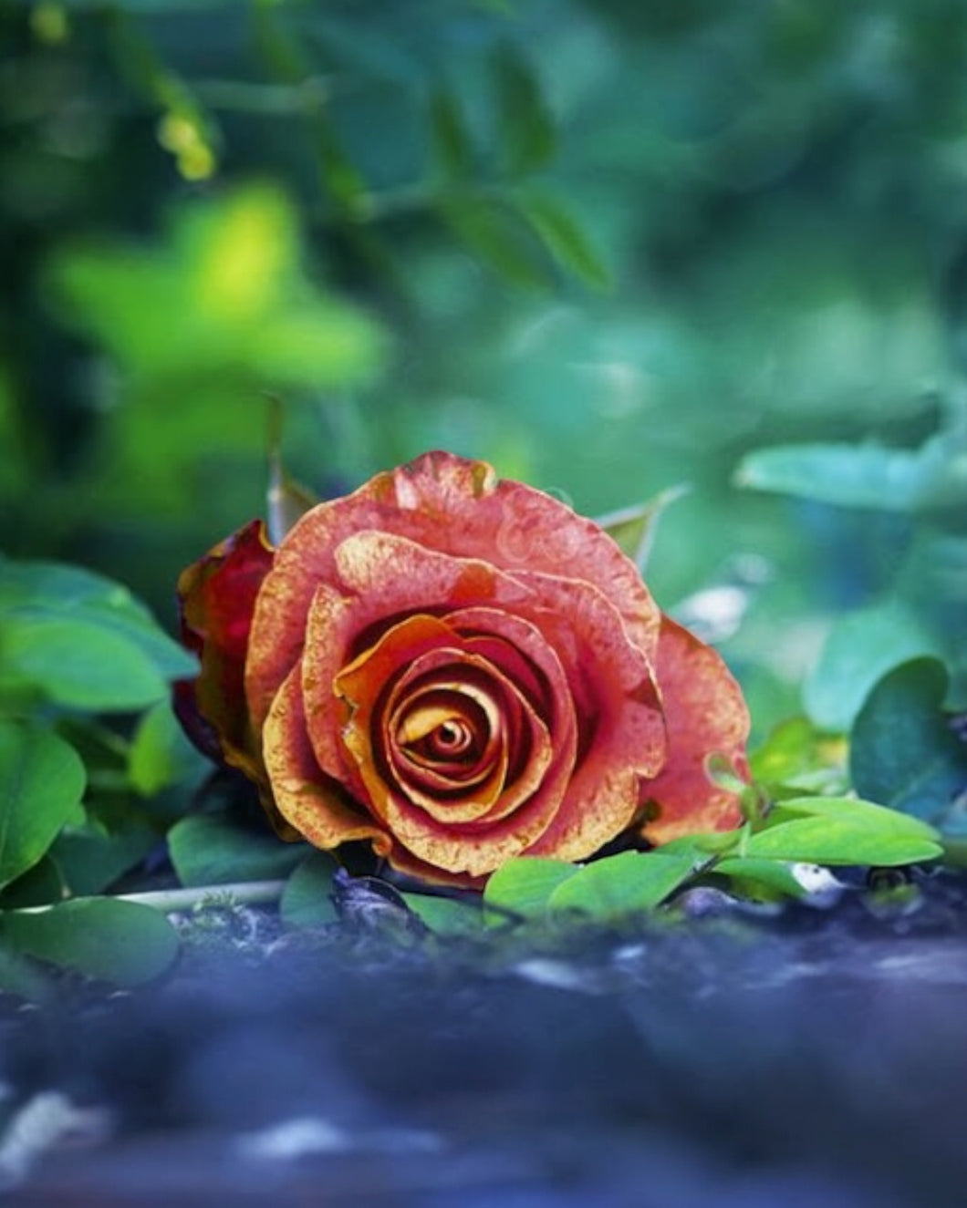 Motia - الموتيا